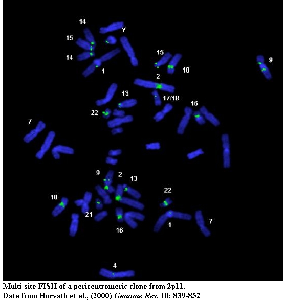 extended chromatin